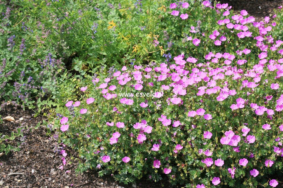 Geranium sanguineum 'Max Frei'