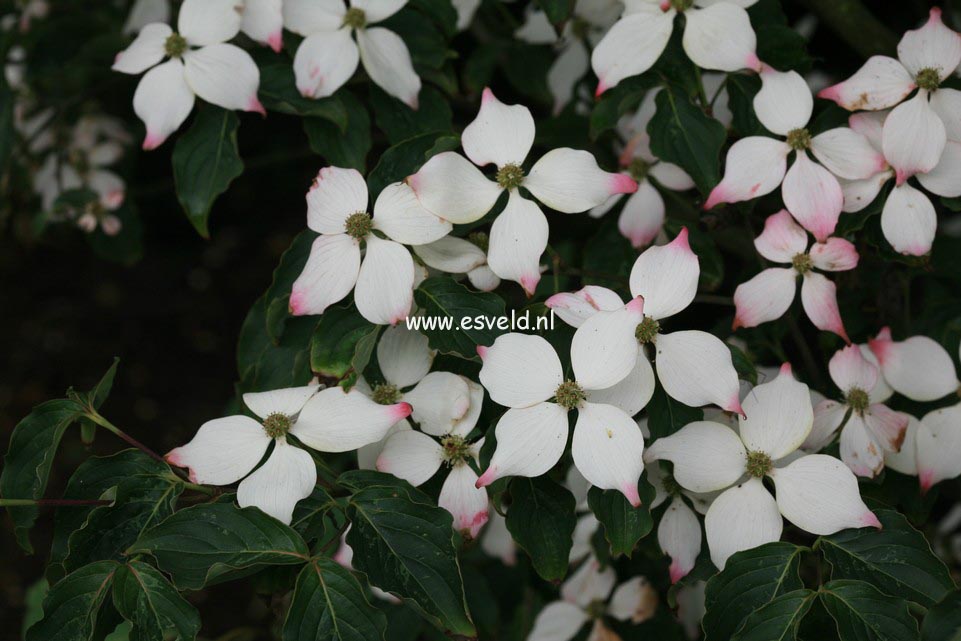 Cornus kousa 'National'