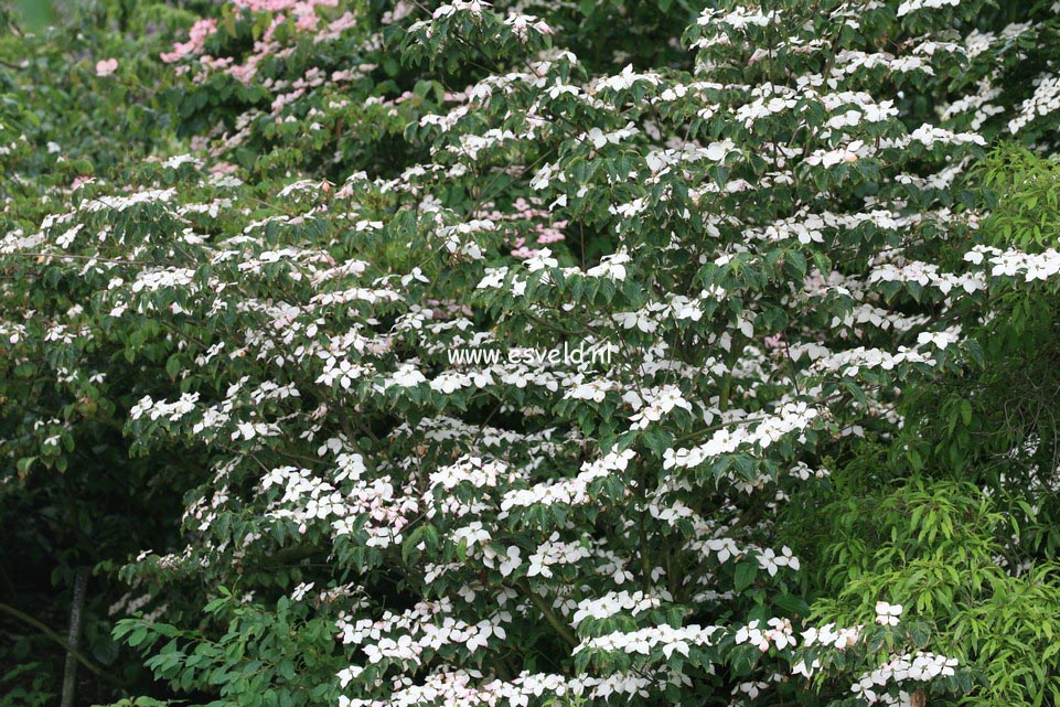 Cornus kousa 'National'