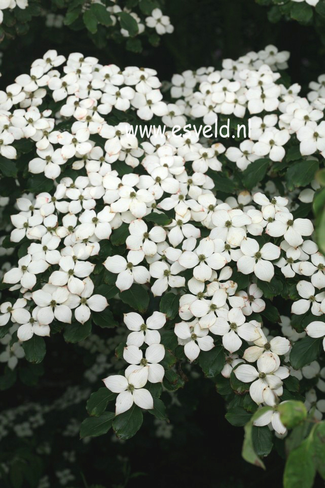 Cornus kousa 'Schmetterling'