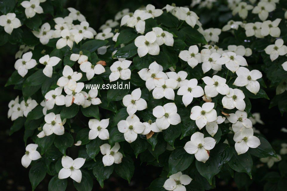 Cornus kousa 'Claudia'