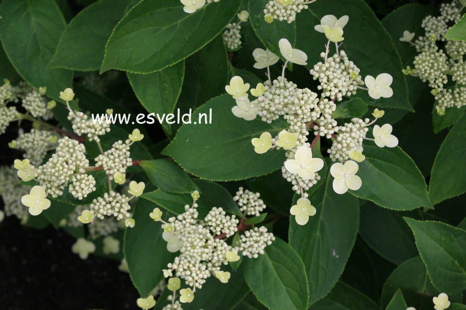 Hydrangea paniculata 'Bulk' (EARLY SENSATION)