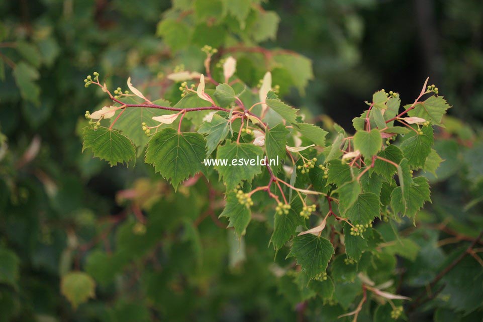 Tilia mongolica 'Harvest Gold'