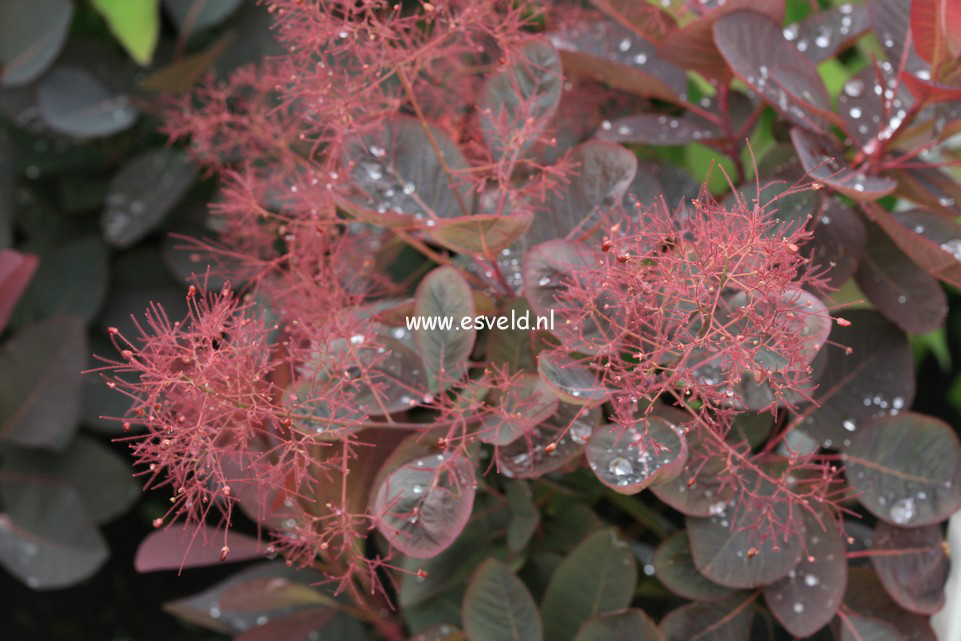 Cotinus 'Grace'