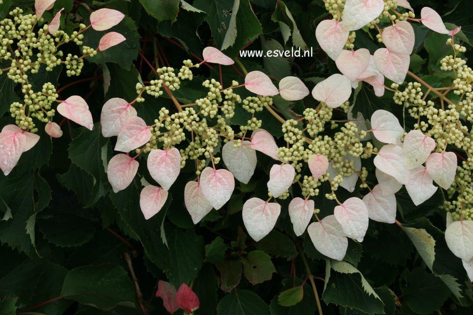 Schizophragma hydrangeoides