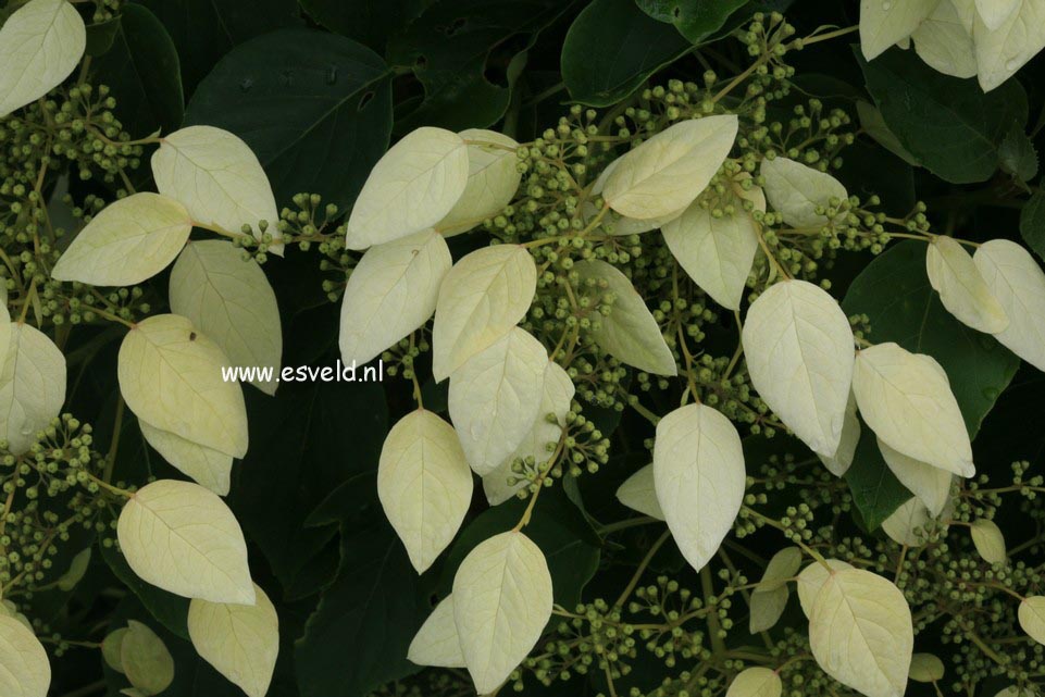 Schizophragma integrifolium