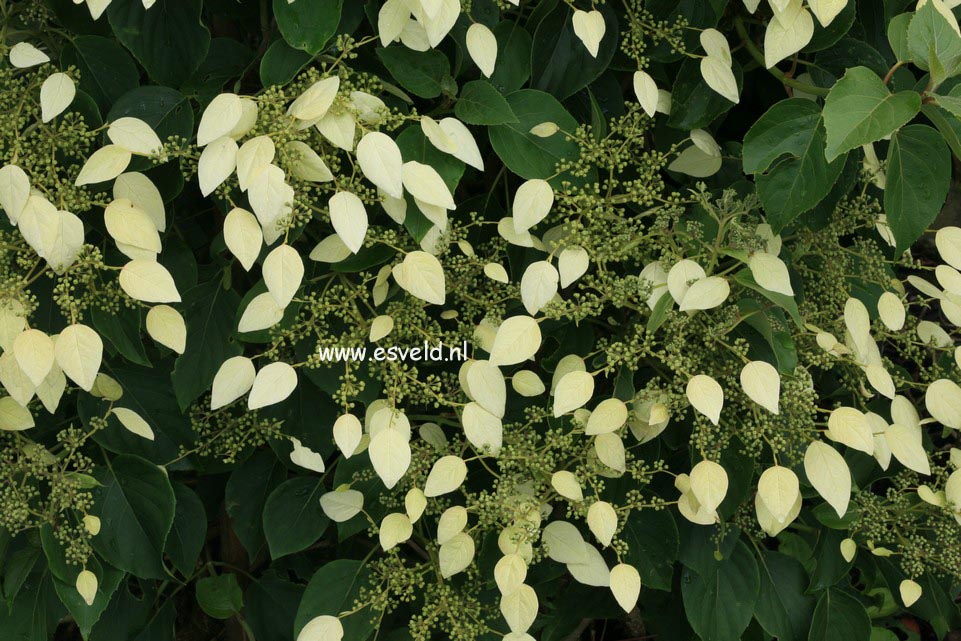 Schizophragma integrifolium