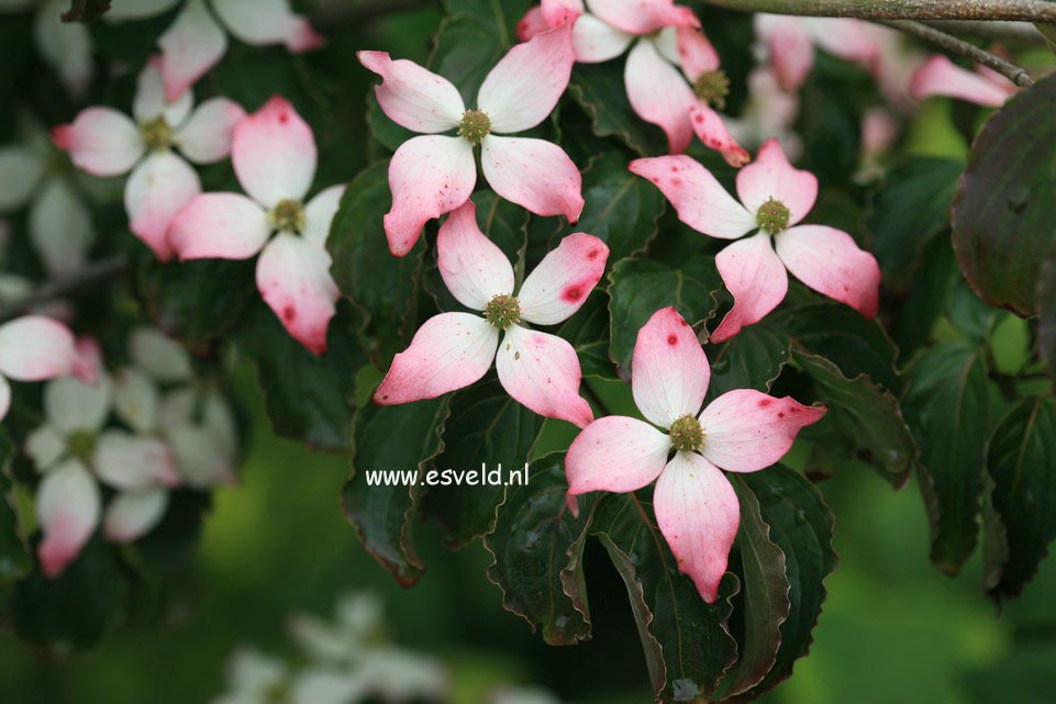 Cornus kousa 'Mount Fuji'