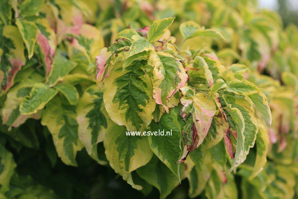 Cornus florida 'George Henry Ford'