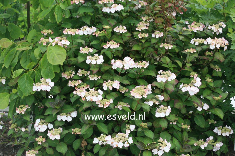 Hydrangea macrophylla 'Sandra'