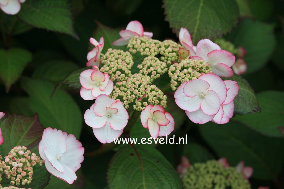 Hydrangea macrophylla 'Sandra'