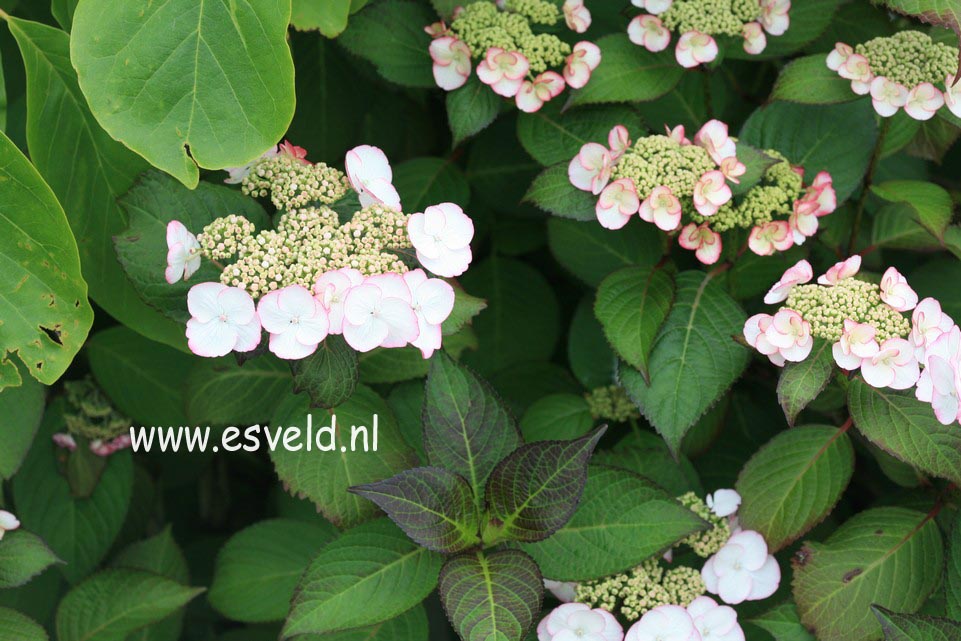 Hydrangea macrophylla 'Sandra'