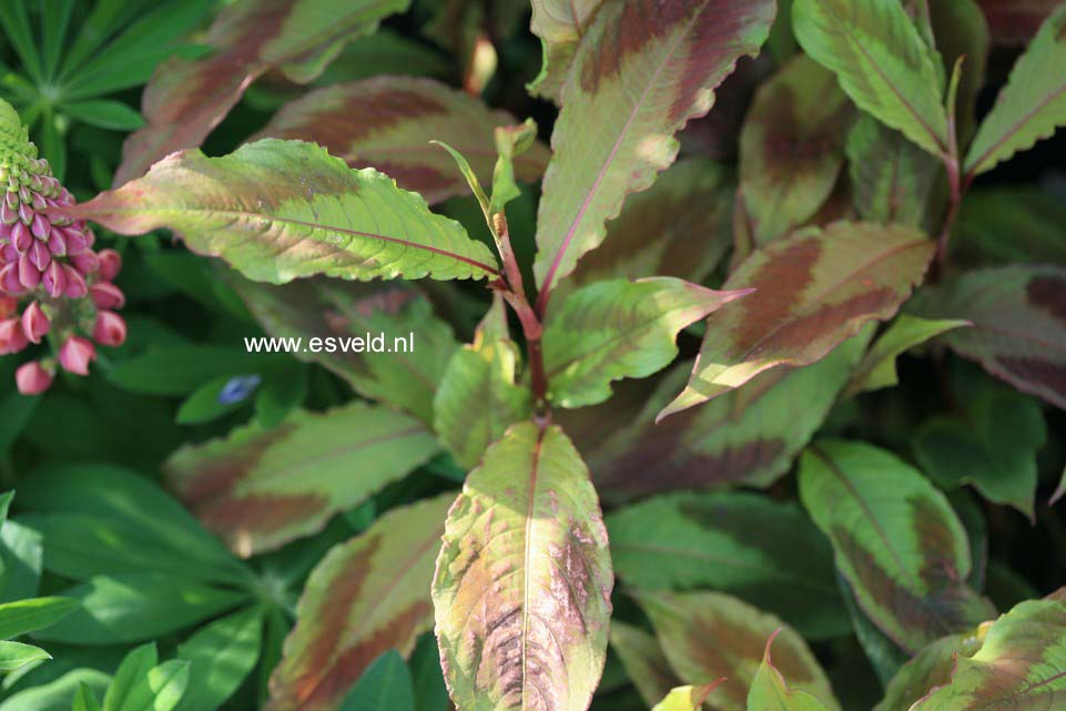Persicaria filiforme 'Painter's Palette'