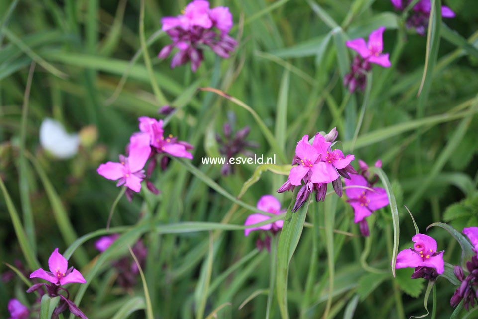 Tradescantia andersoniana 'Red Grape'