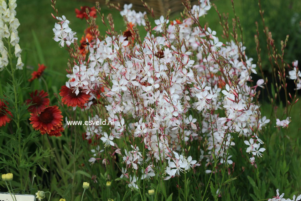 Gaura lindheimeri 'Whirling Butterflies'