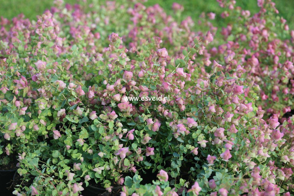 Origanum rotundifolium 'Kent Beauty'