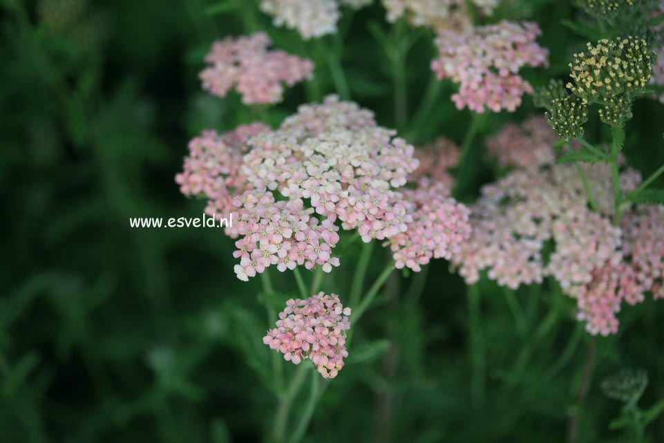 Achillea millefolium 'Lachsschoenheit'