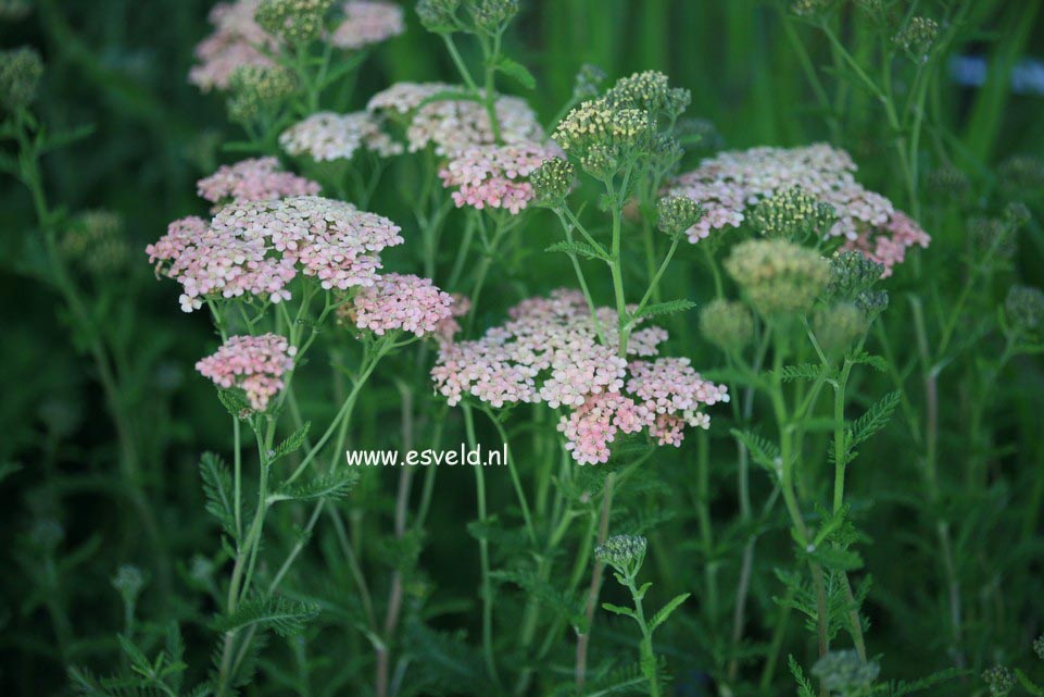 Achillea millefolium 'Lachsschoenheit'