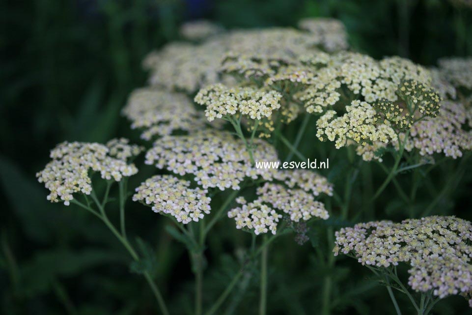 Achillea millefolium 'Hoffnung'