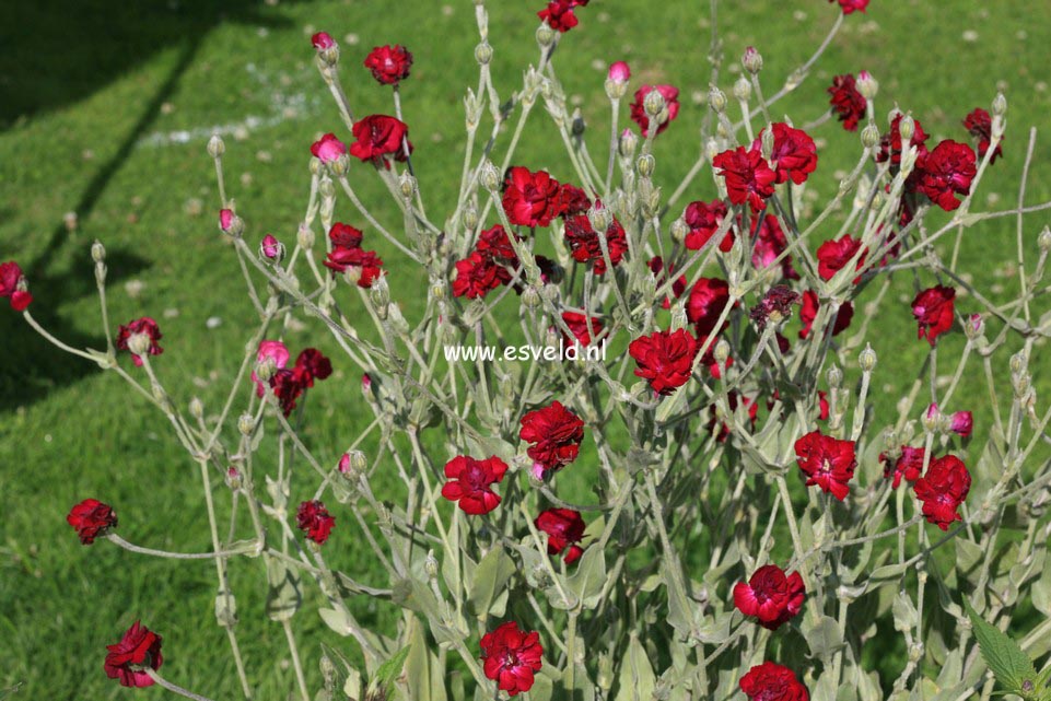 Lychnis coronaria 'Gardeners World'