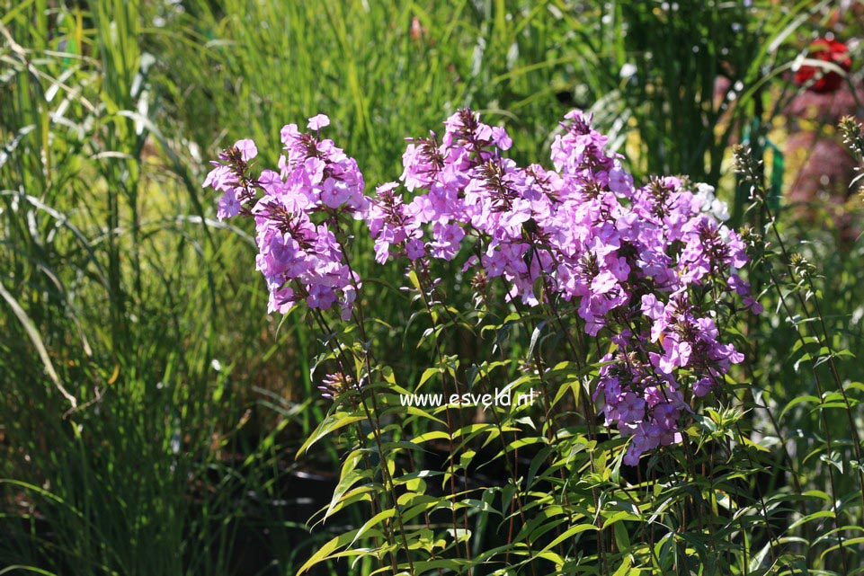 Phlox maculata 'Alpha'