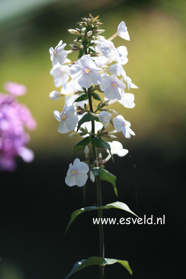 Phlox maculata 'Delta'