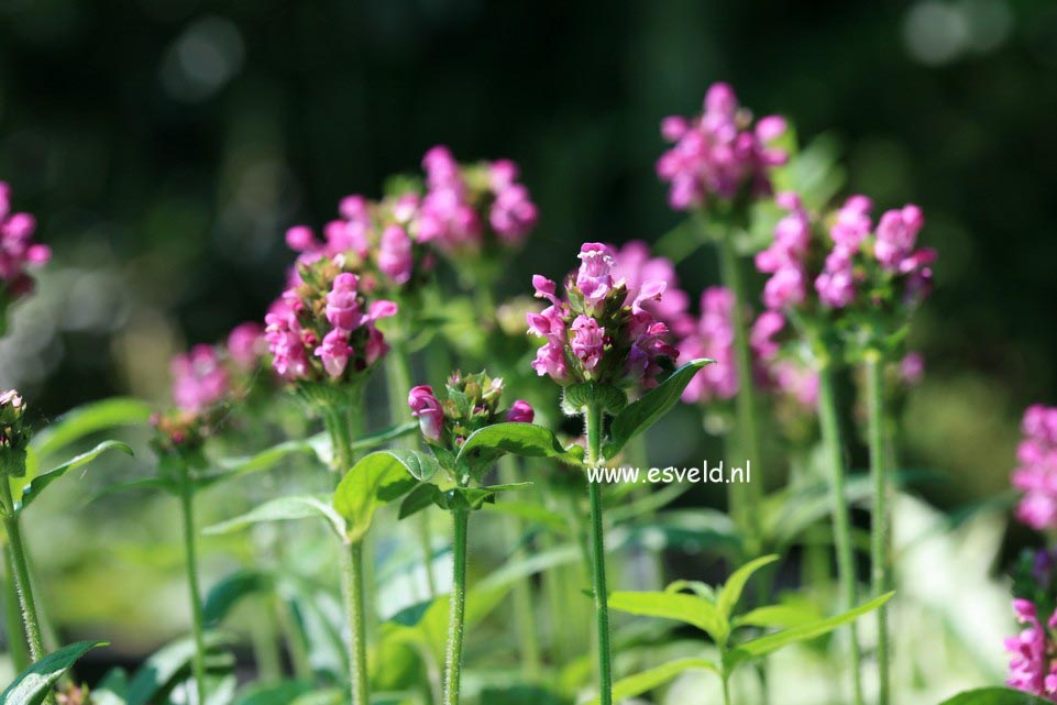 Prunella webbiana 'Rosea'