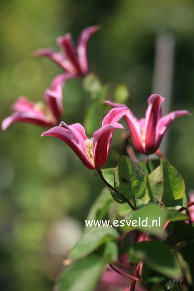 Clematis 'Princess Diana'