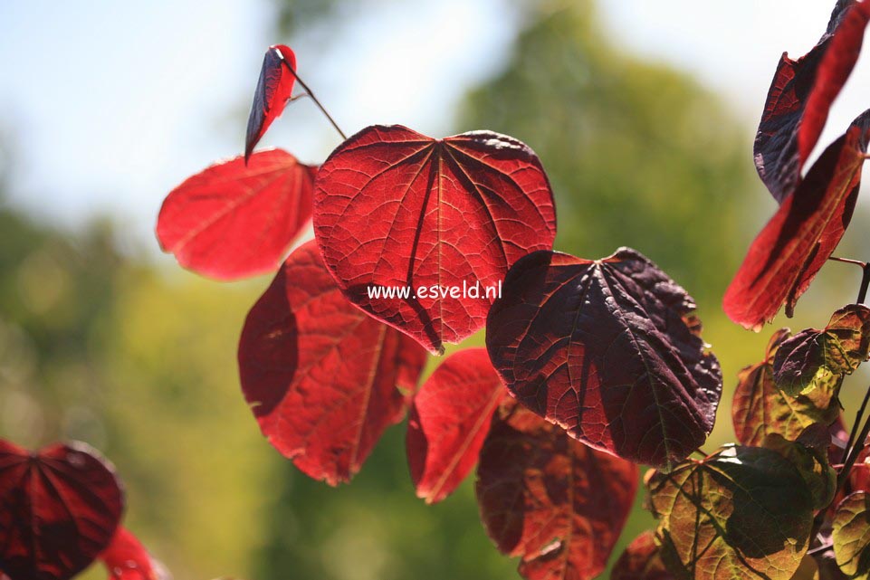 Cercis canadensis 'Forest Pansy'