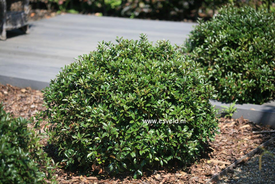 Osmanthus heterophyllus 'Purpureus'