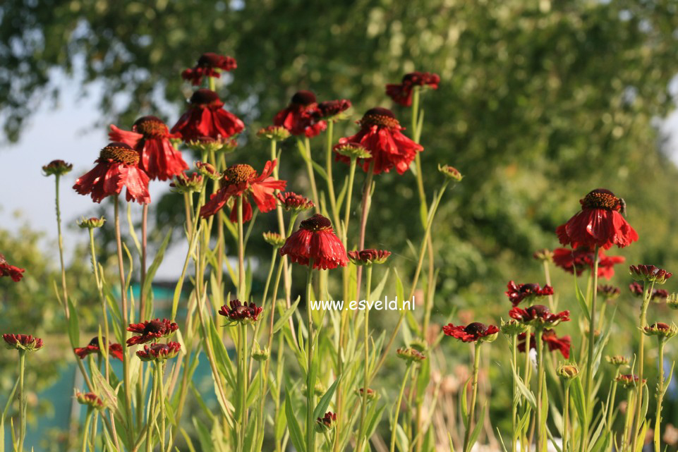 Helenium 'Moerheim Beauty'