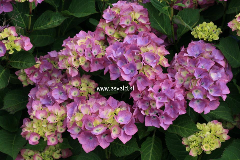 Hydrangea macrophylla 'Gerda Steiniger'