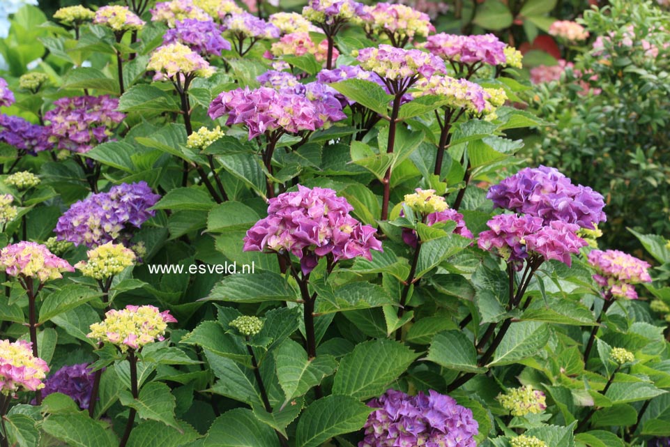 Hydrangea macrophylla 'Oregon Pride'