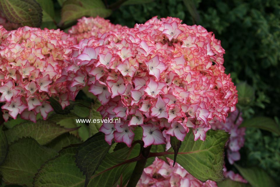 Hydrangea macrophylla 'Sabrina'