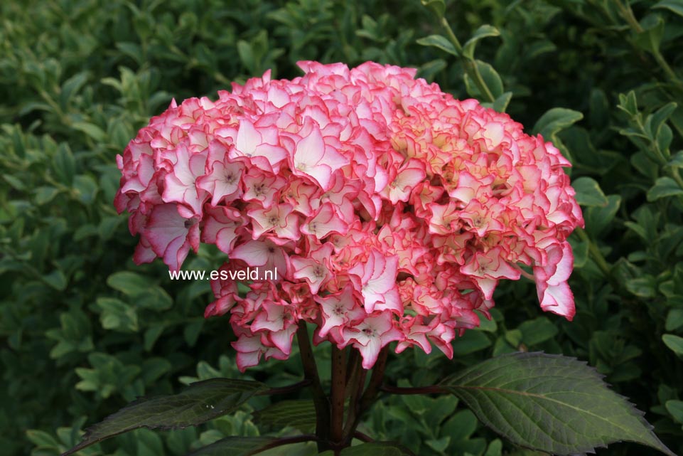 Hydrangea macrophylla 'Sabrina'