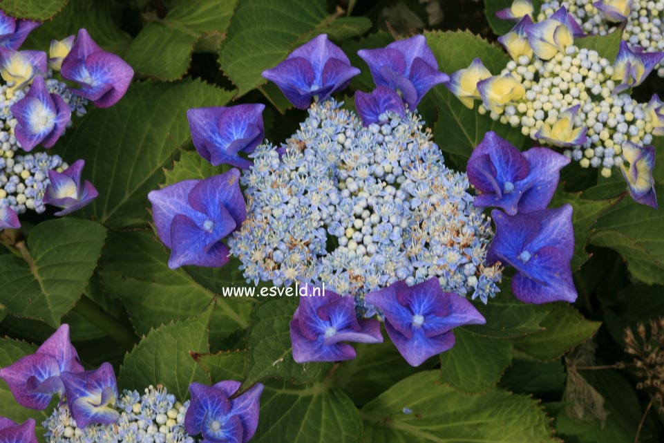 Hydrangea macrophylla 'Taube'