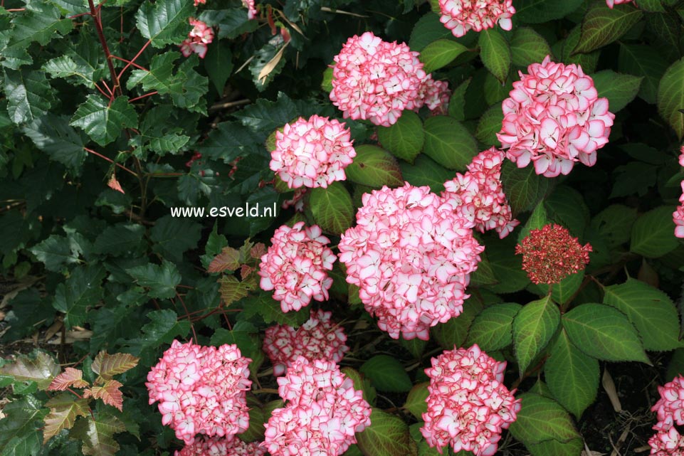 Hydrangea macrophylla 'Mirai'