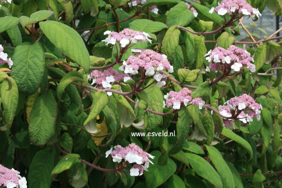 Hydrangea aspera 'Macrophylla'