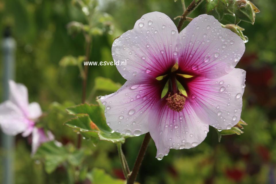 Lavatera maritima