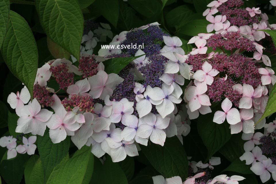 Hydrangea serrata 'Grayswood'