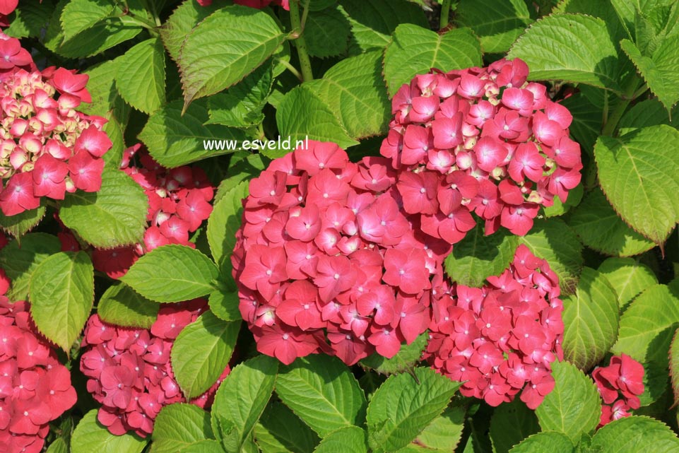 Hydrangea macrophylla 'Mme. G.J. Bier'