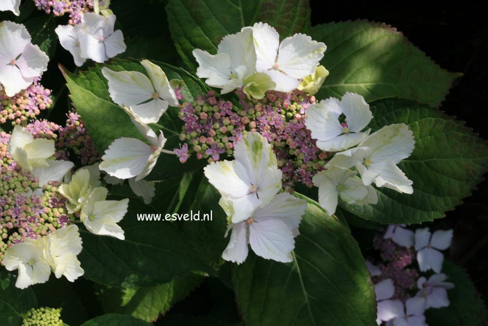 Hydrangea macrophylla 'Green Tonic'