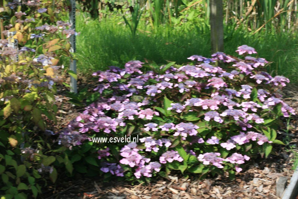 Hydrangea serrata 'Spreading Beauty'