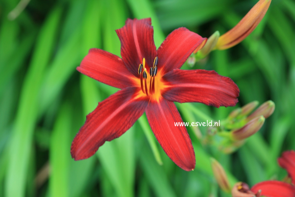 Hemerocallis 'Sammy Russell'