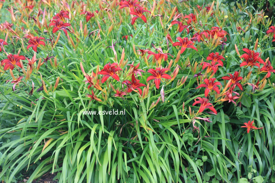 Hemerocallis 'Sammy Russell'