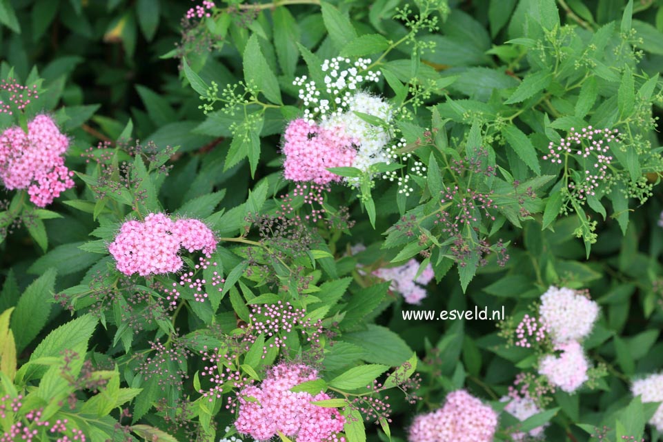 Spiraea japonica 'Genpei'