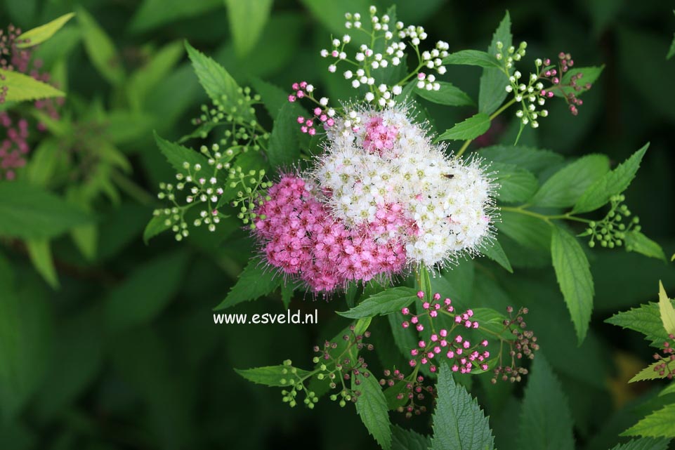 Spiraea japonica 'Genpei'