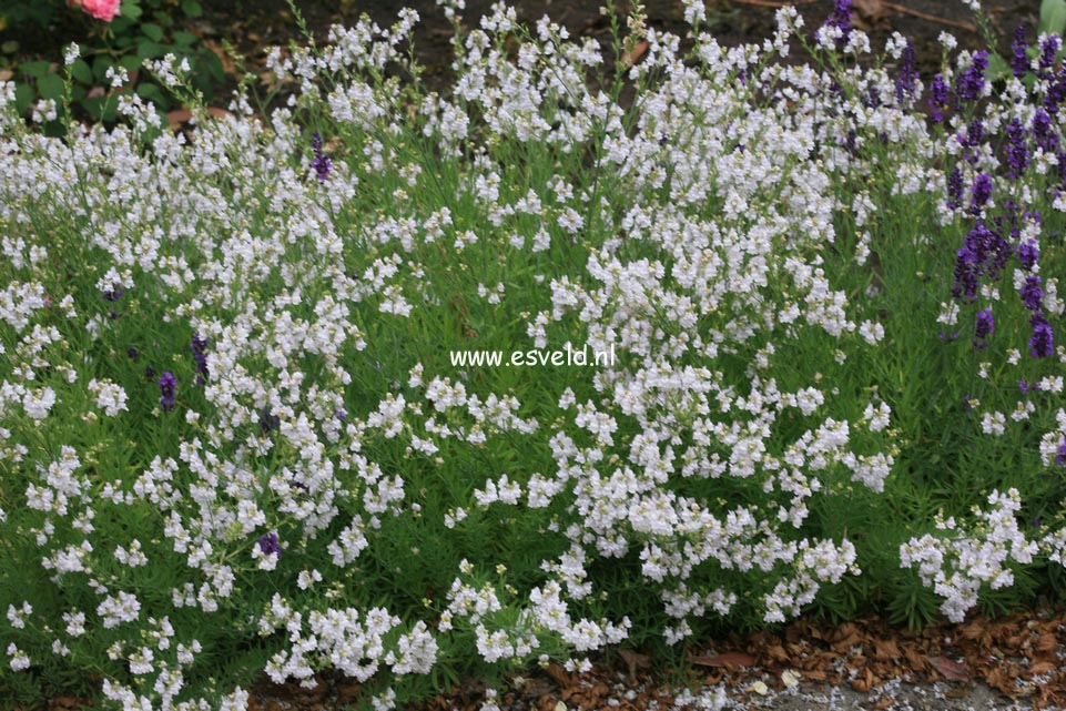 Nepeta 'Kit Cat'