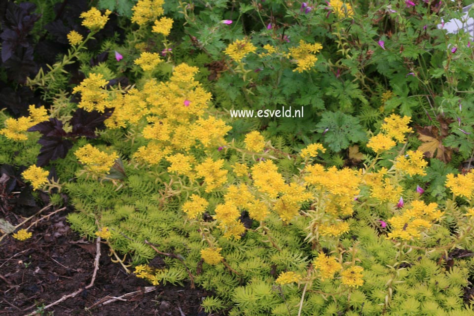 Sedum reflexum 'Angelina'