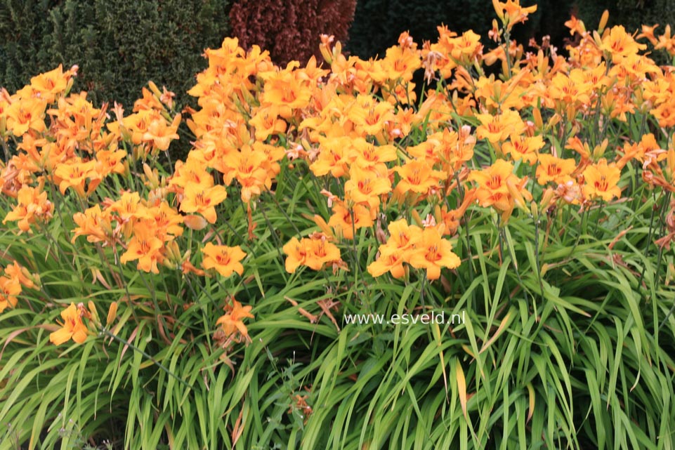 Hemerocallis 'Little Paul'